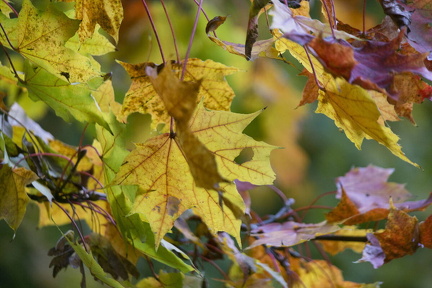 FDigital-2015-10-22-0002