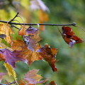 FDigital-2015-10-22-0003