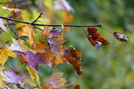 FDigital-2015-10-22-0003