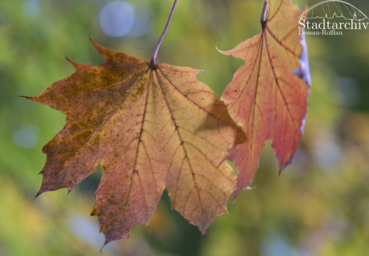 FDigital-2015-10-22-0004