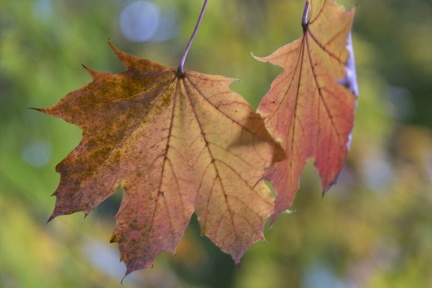 FDigital-2015-10-22-0004