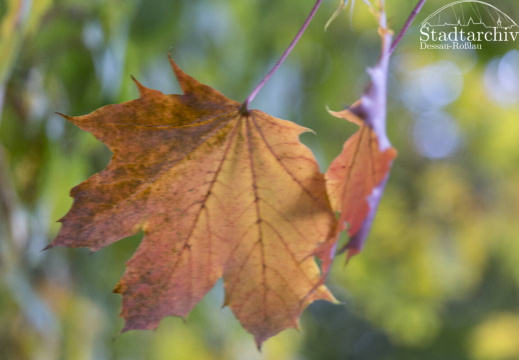 FDigital-2015-10-22-0005