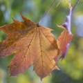 FDigital-2015-10-22-0005